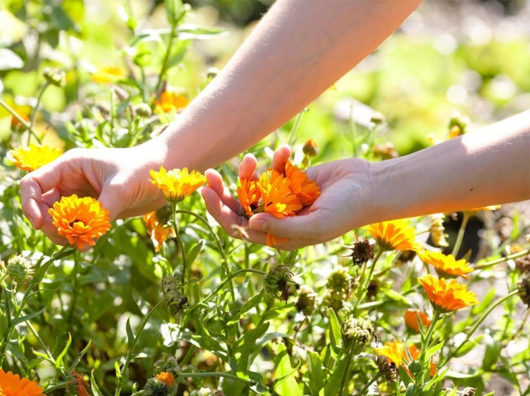 Kräuter Spa - Frische Kräuter aus dem Garten vom Wilden Eder